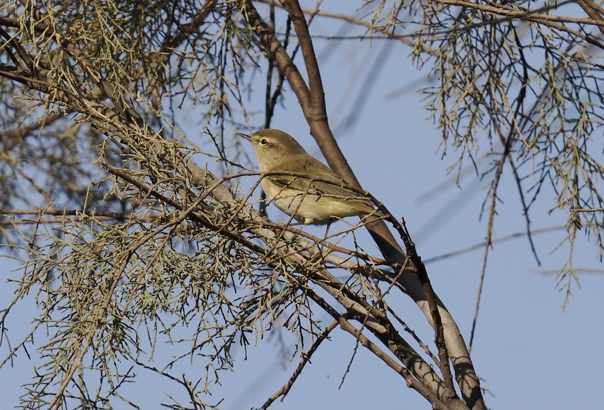 Common Chiffchaff - ML644702673