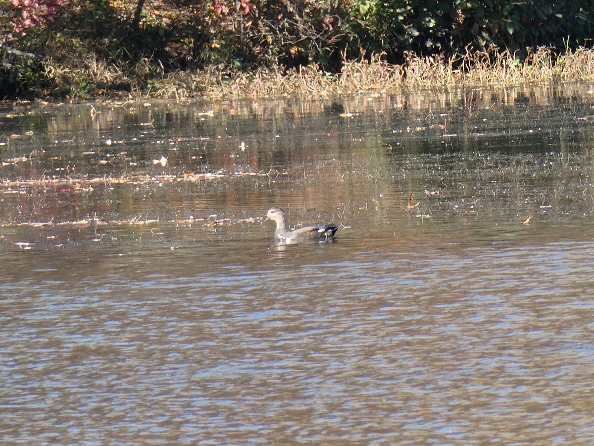 オカヨシガモ - ML644702682