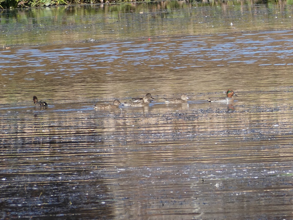 コガモ - ML644702693