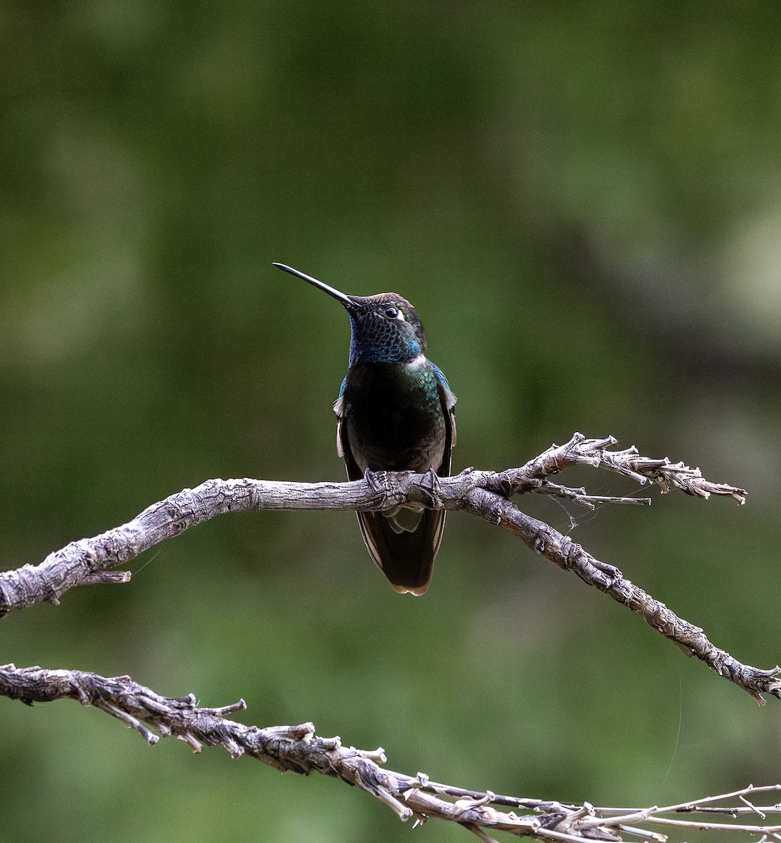Rivoli's Hummingbird - ML644702721