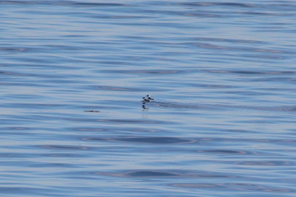 Dovekie - ML644702732