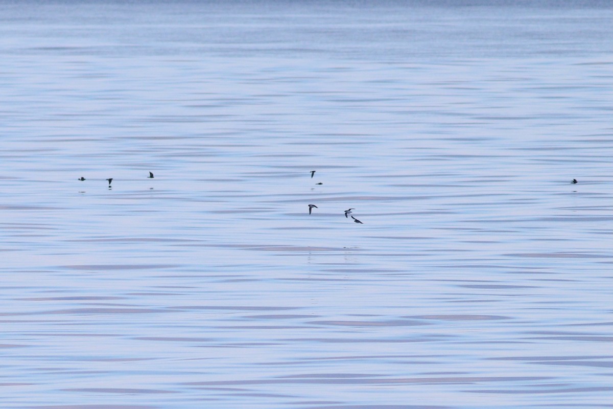 Dovekie - ML644702733