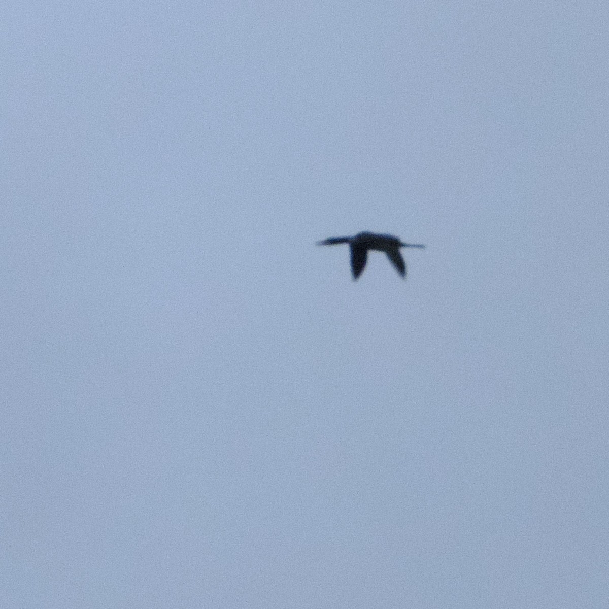 Common Loon - ML644702739