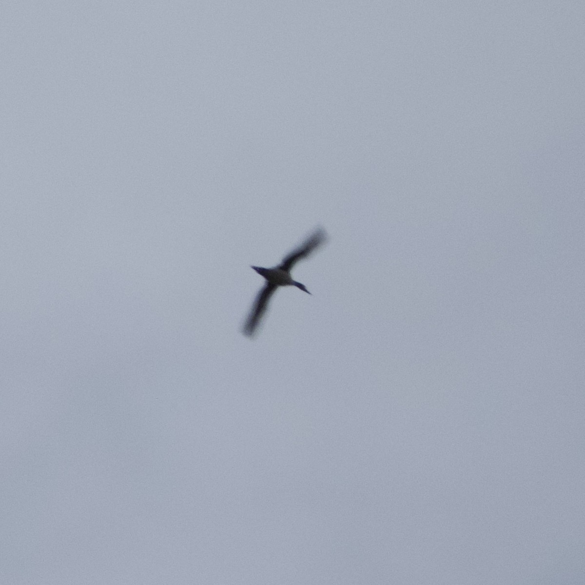 Common Loon - ML644702756