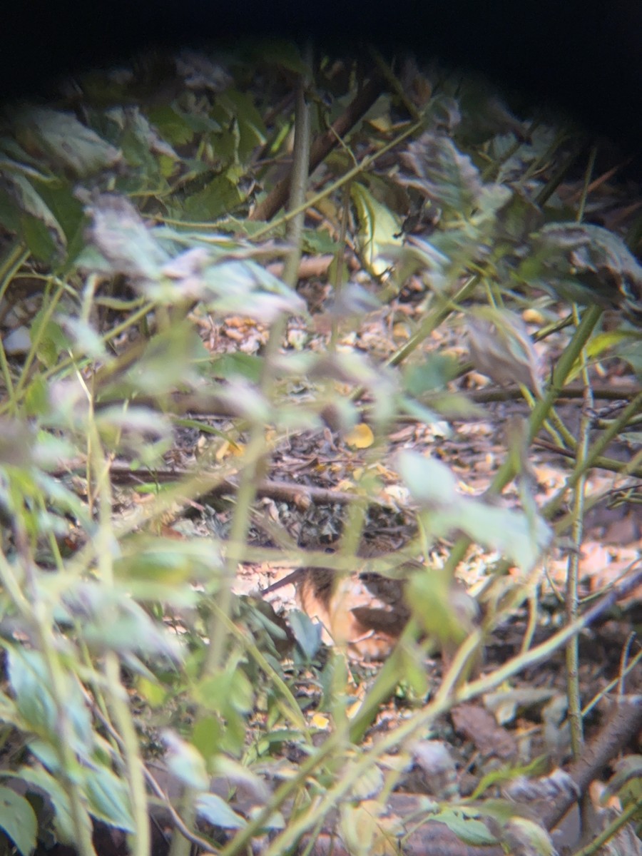 American Woodcock - ML644702757