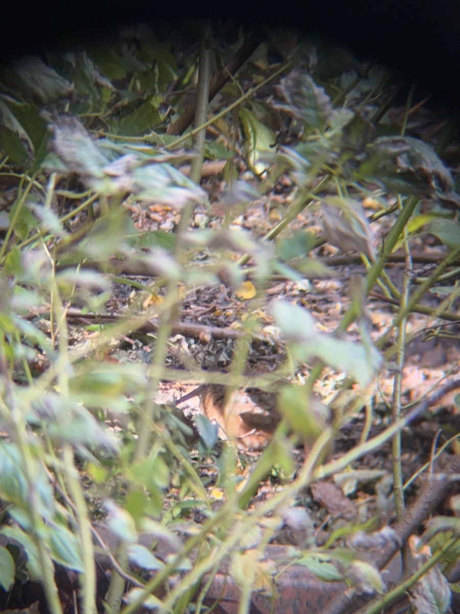 American Woodcock - ML644702758