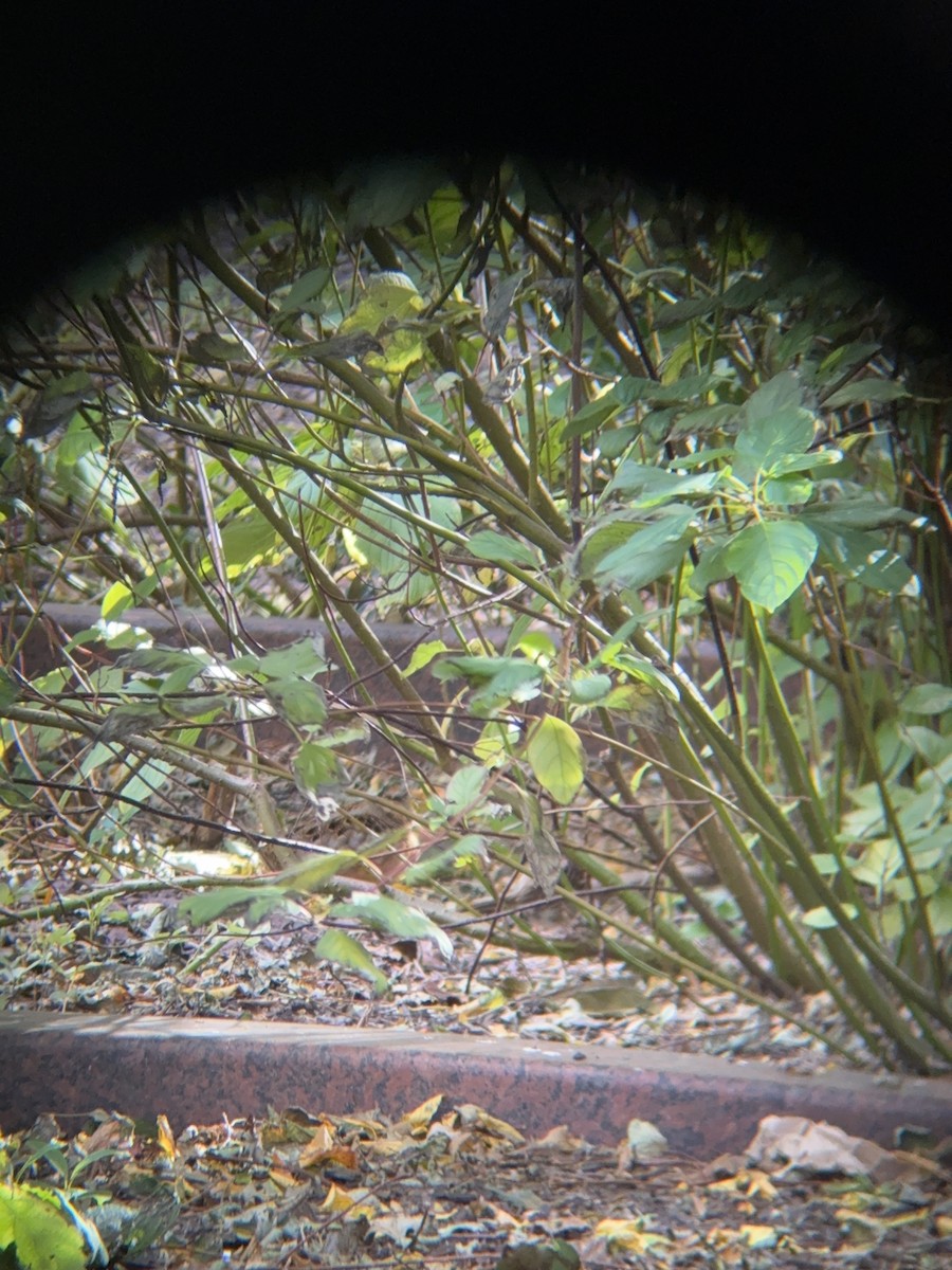 American Woodcock - ML644702759