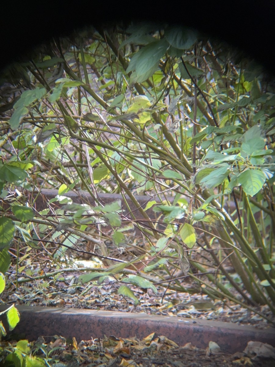 American Woodcock - ML644702760