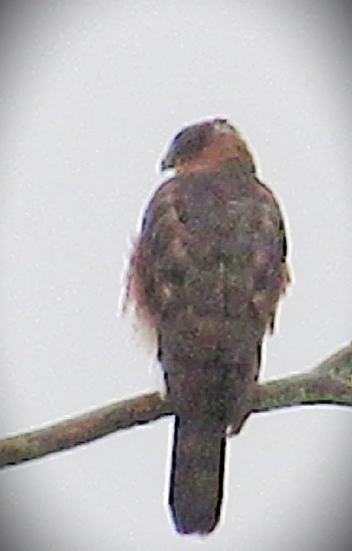 Cooper's Hawk - ML644702763