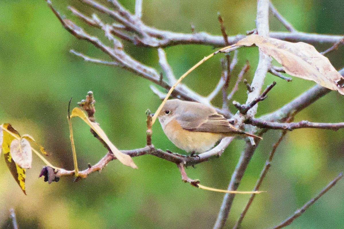 rehek zahradní - ML644702768