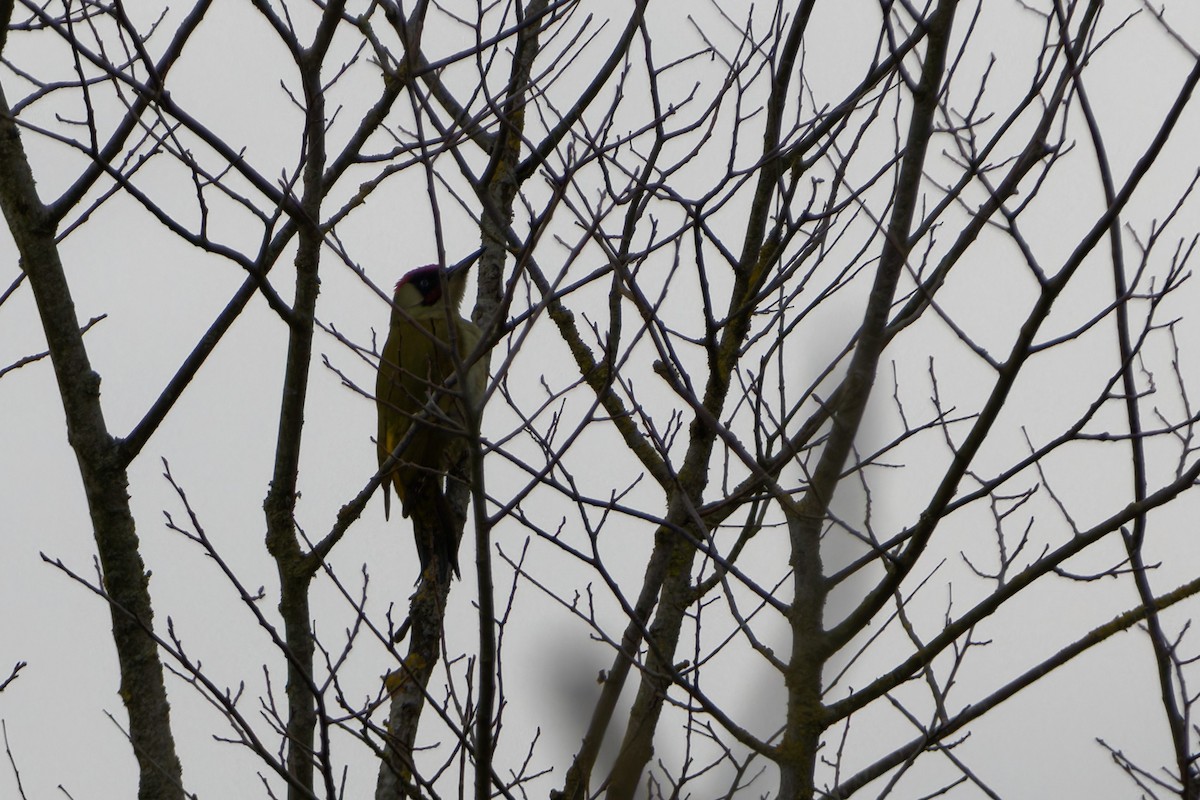 Pic vert - ML644702769