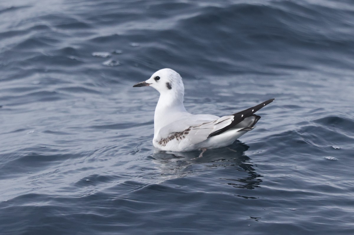 Bonaparte's Gull - ML644702771