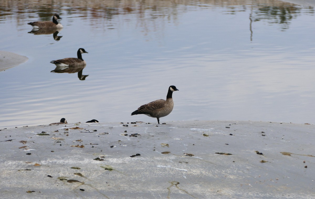 Cackling Goose - ML644702790