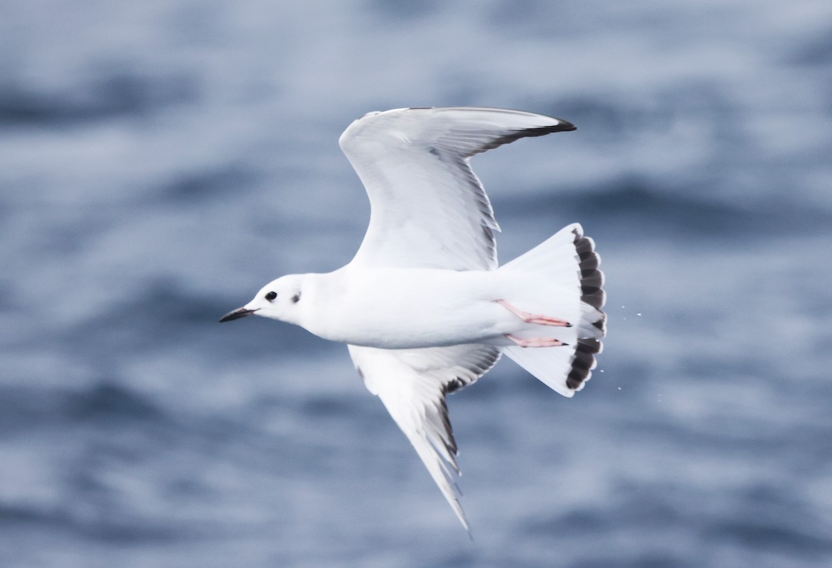 Bonaparte's Gull - ML644702794