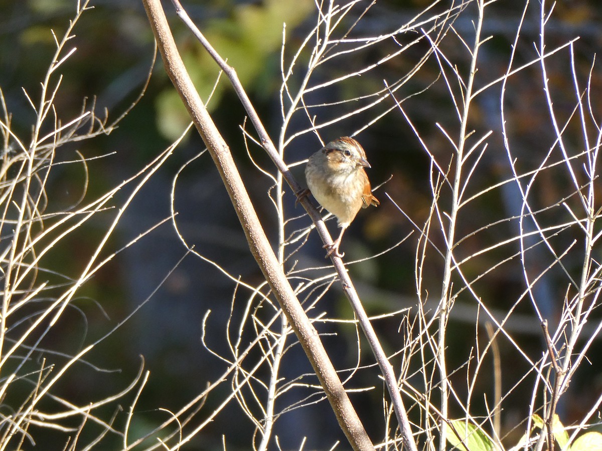 ヌマウタスズメ - ML644702801