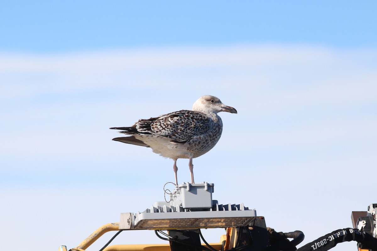Büyük Kara Sırtlı Martı - ML644702816