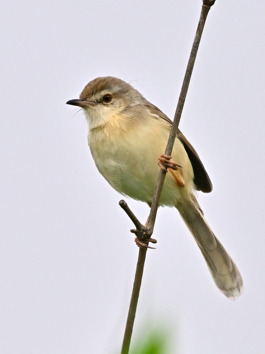 Prinia Sencilla - ML644702823