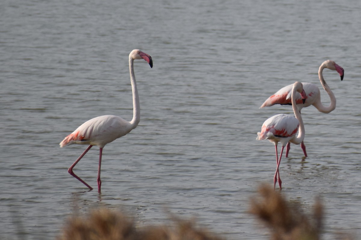 Flamenko handia - ML644702825