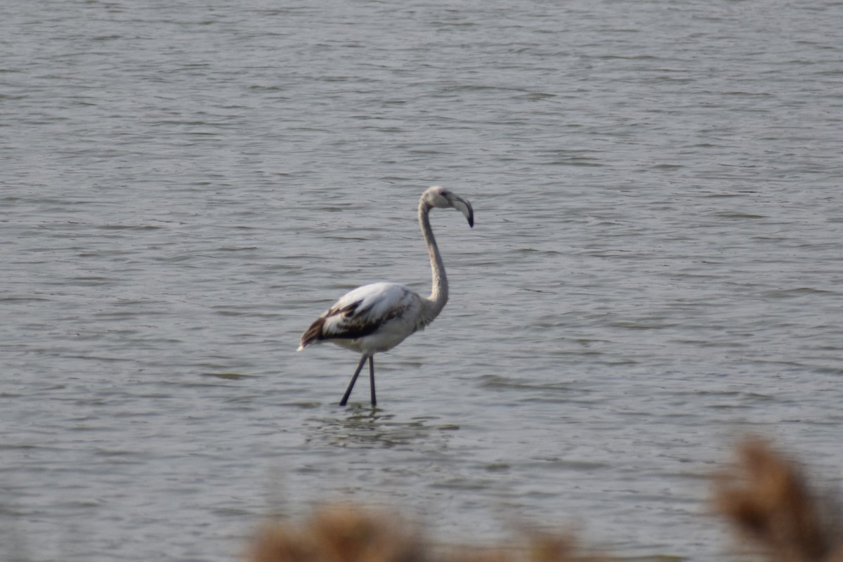 Flamenko handia - ML644702826