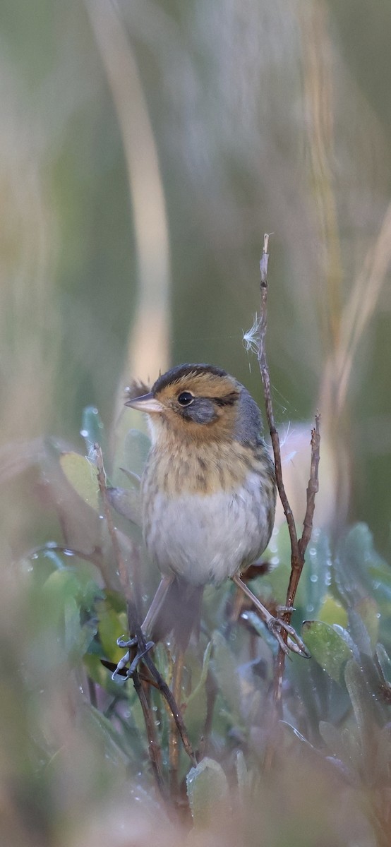 Nelson's Sparrow - ML644702829