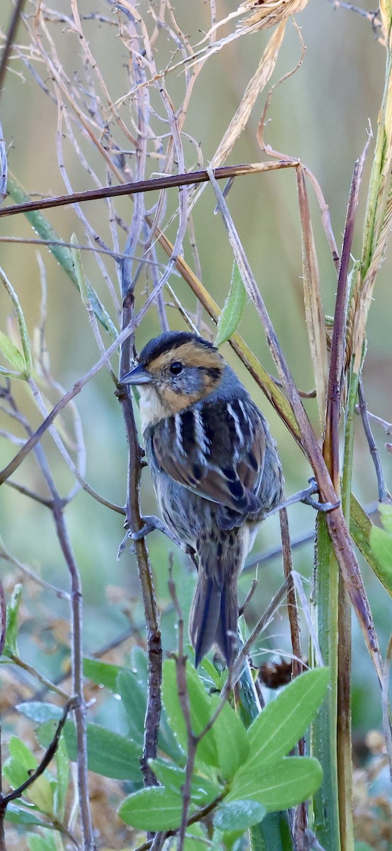 Nelson's Sparrow - ML644702831