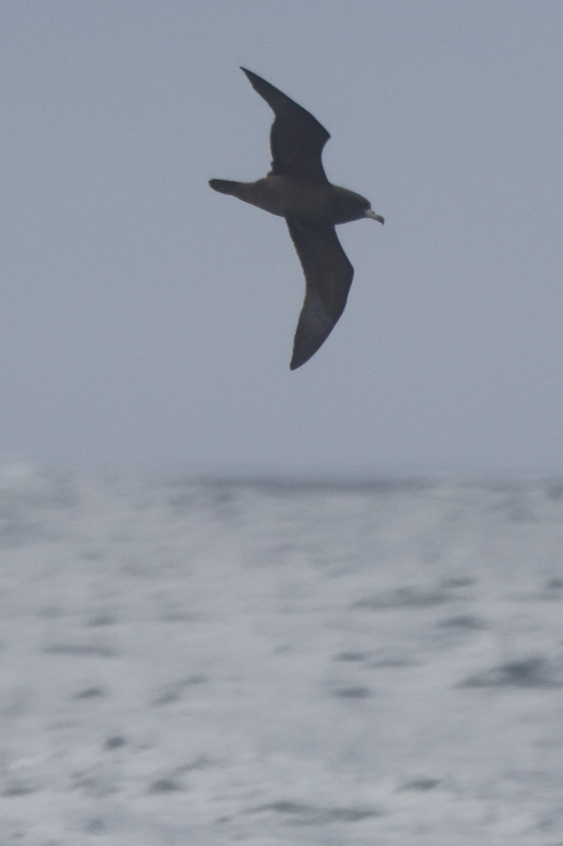 Flesh-footed Shearwater - ML644702854