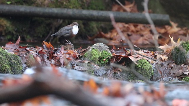 White-throated Dipper - ML644702856