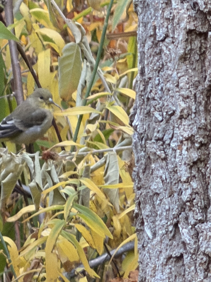 Чиж малий - ML644702860