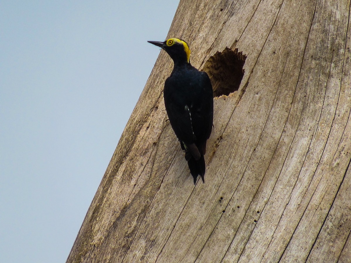 Yellow-tufted Woodpecker - ML644702865