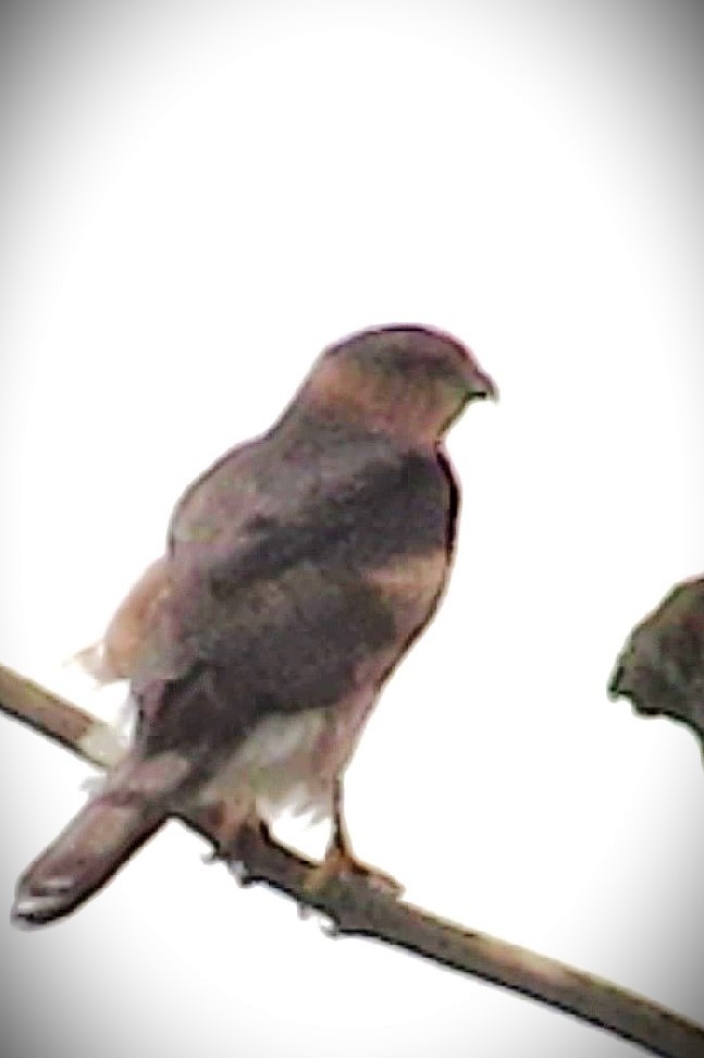 Cooper's Hawk - ML644702868