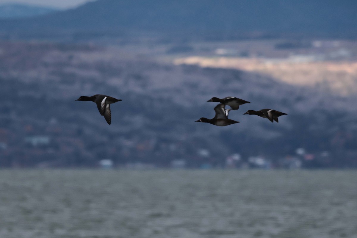 スズガモ - ML644702879