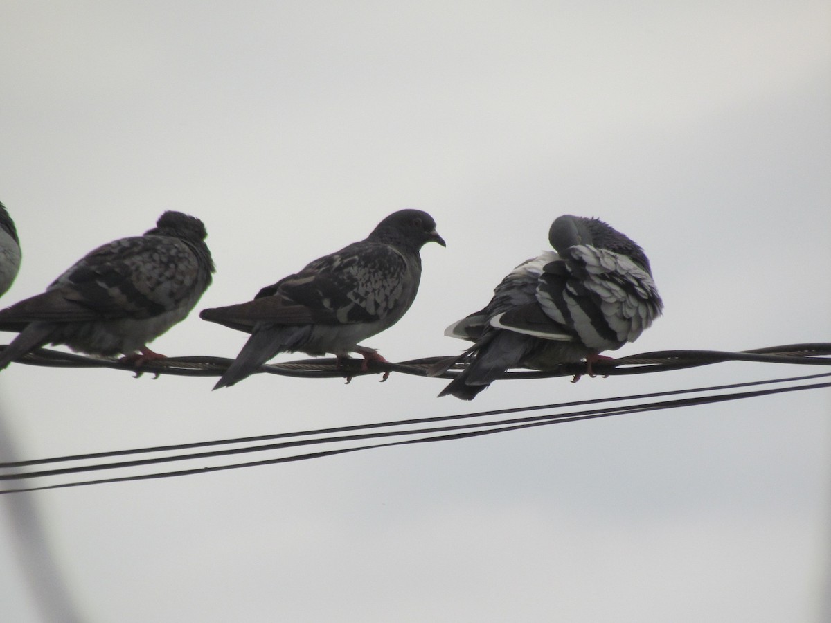 Felsentaube (Straßentaube) - ML644702883