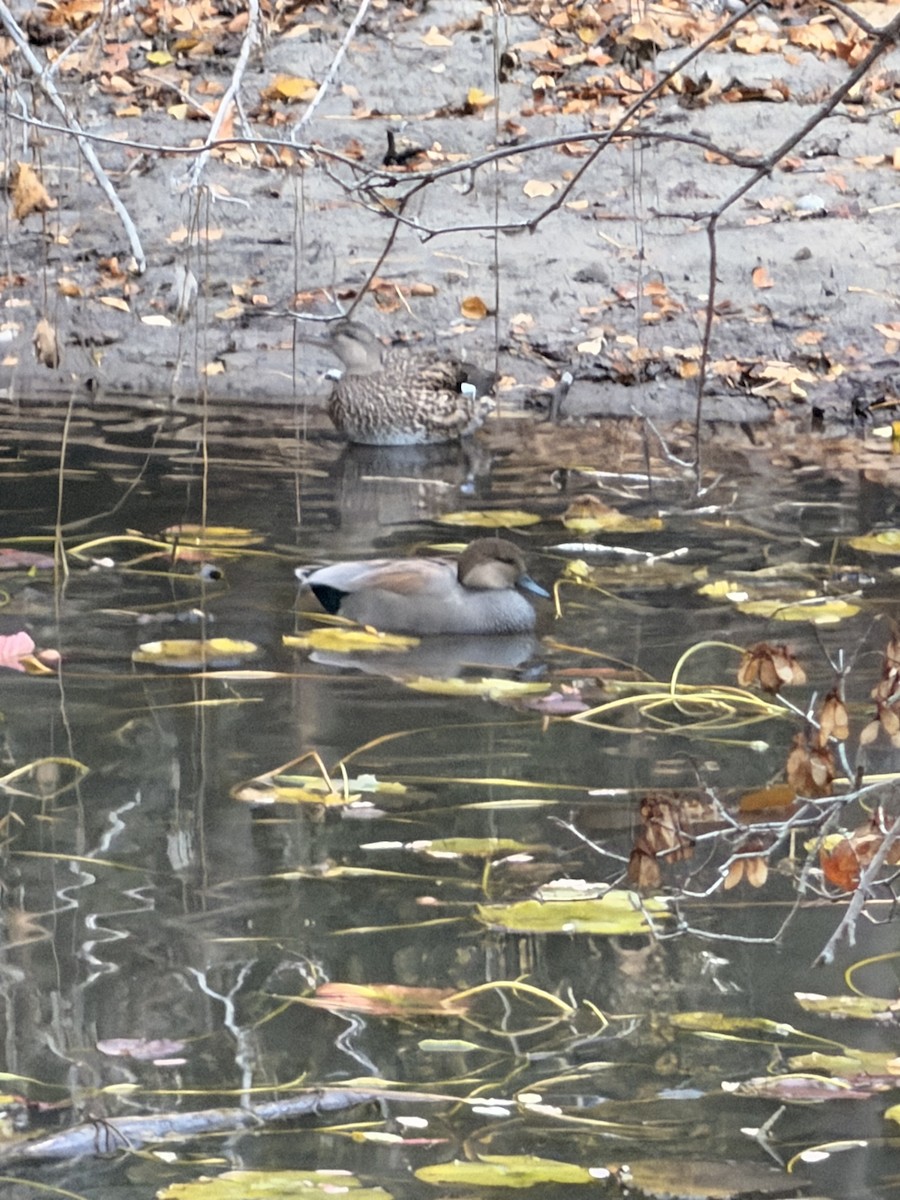 オカヨシガモ - ML644702888