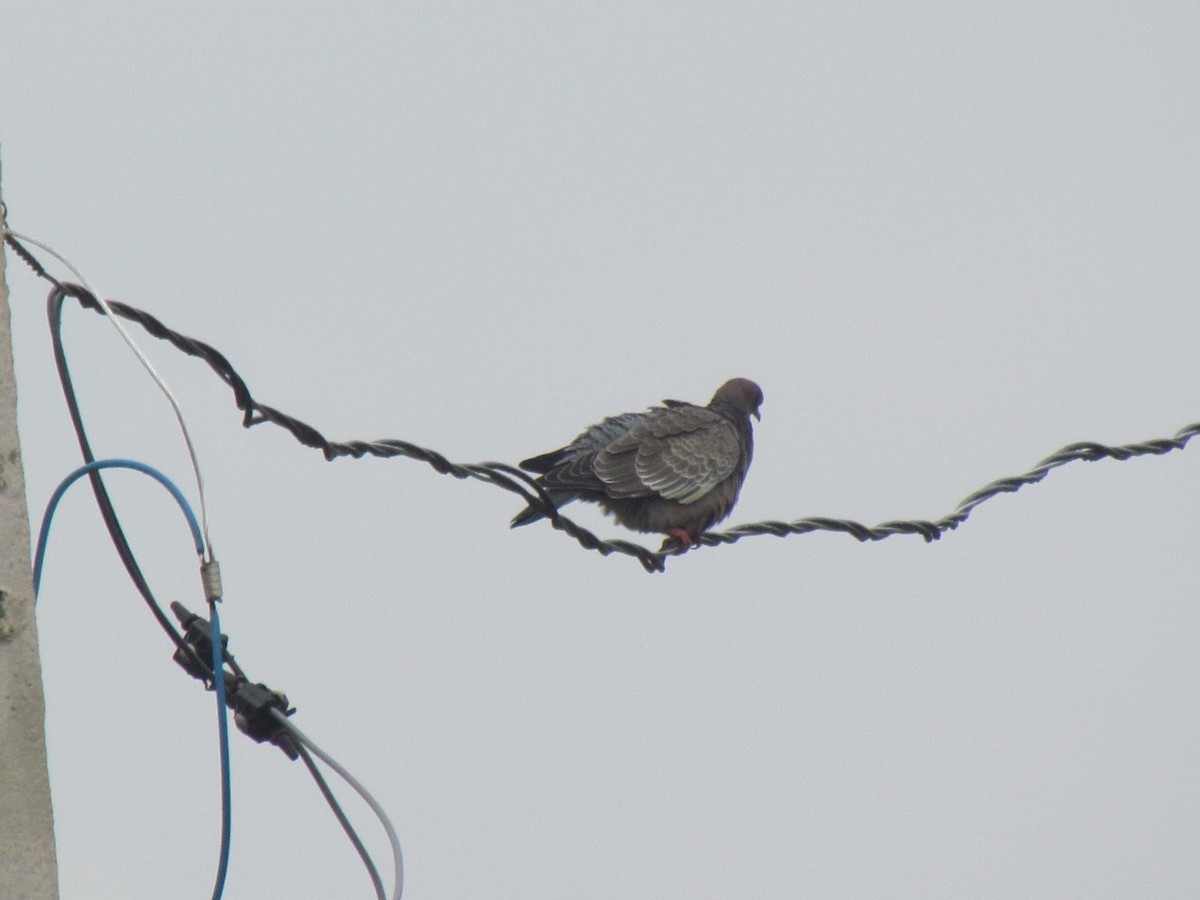 Темнохвостый голубь - ML644702889