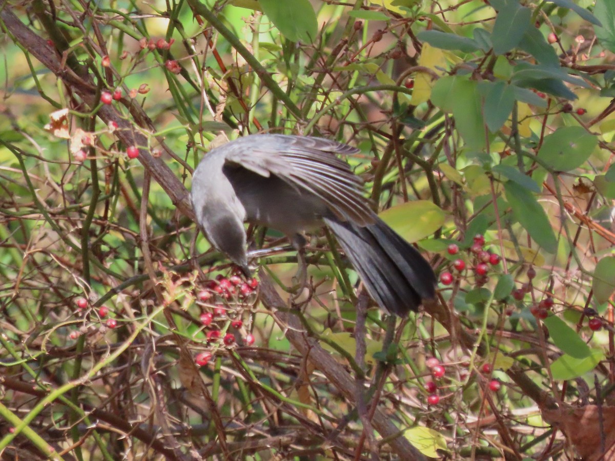 drozdec černohlavý - ML644702891