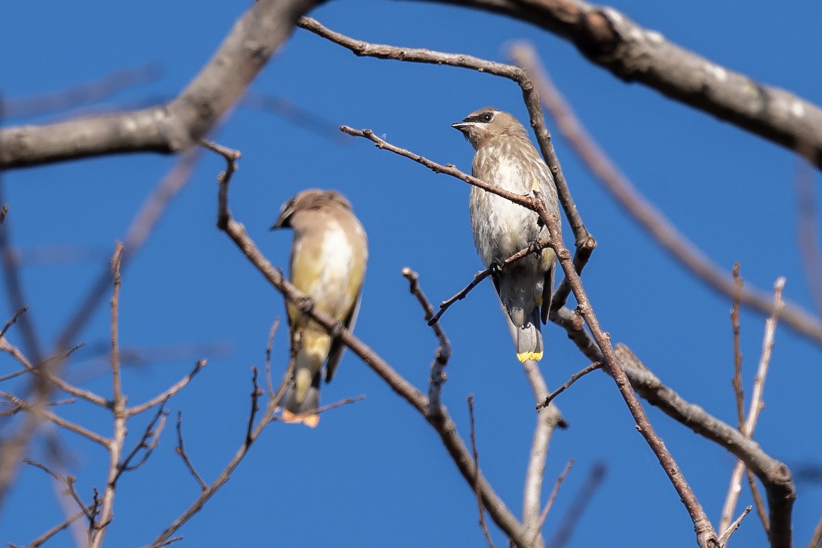 Sedir İpekkuyruğu - ML644702894
