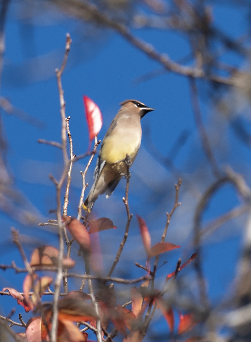 Sedir İpekkuyruğu - ML644702895