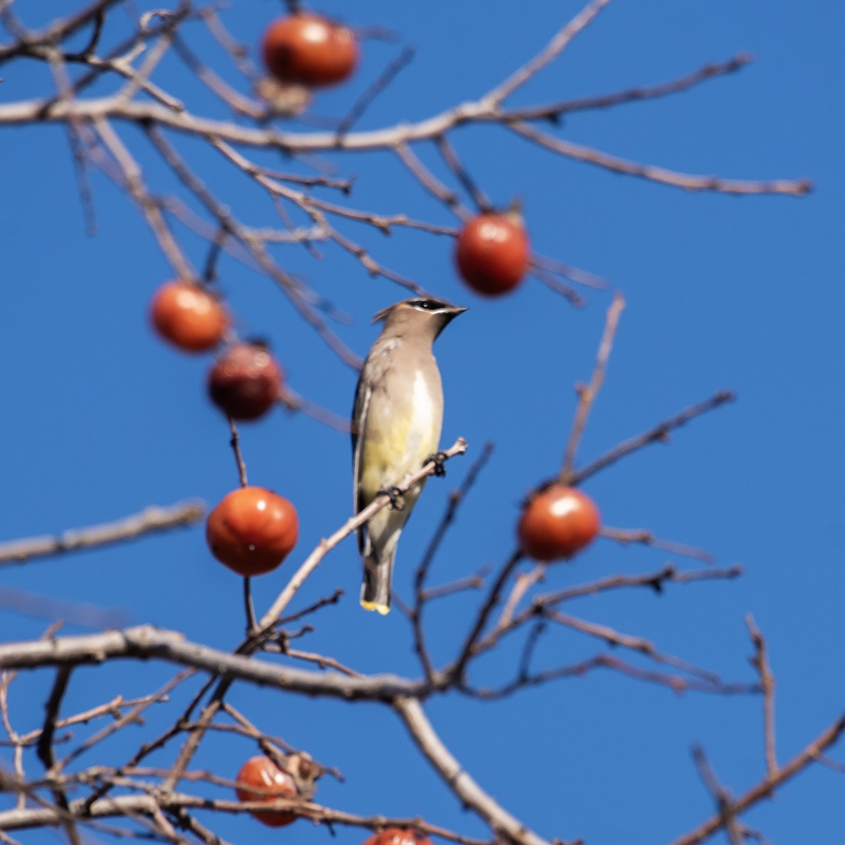Sedir İpekkuyruğu - ML644702896