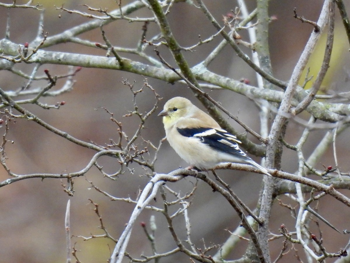 オウゴンヒワ - ML644702901