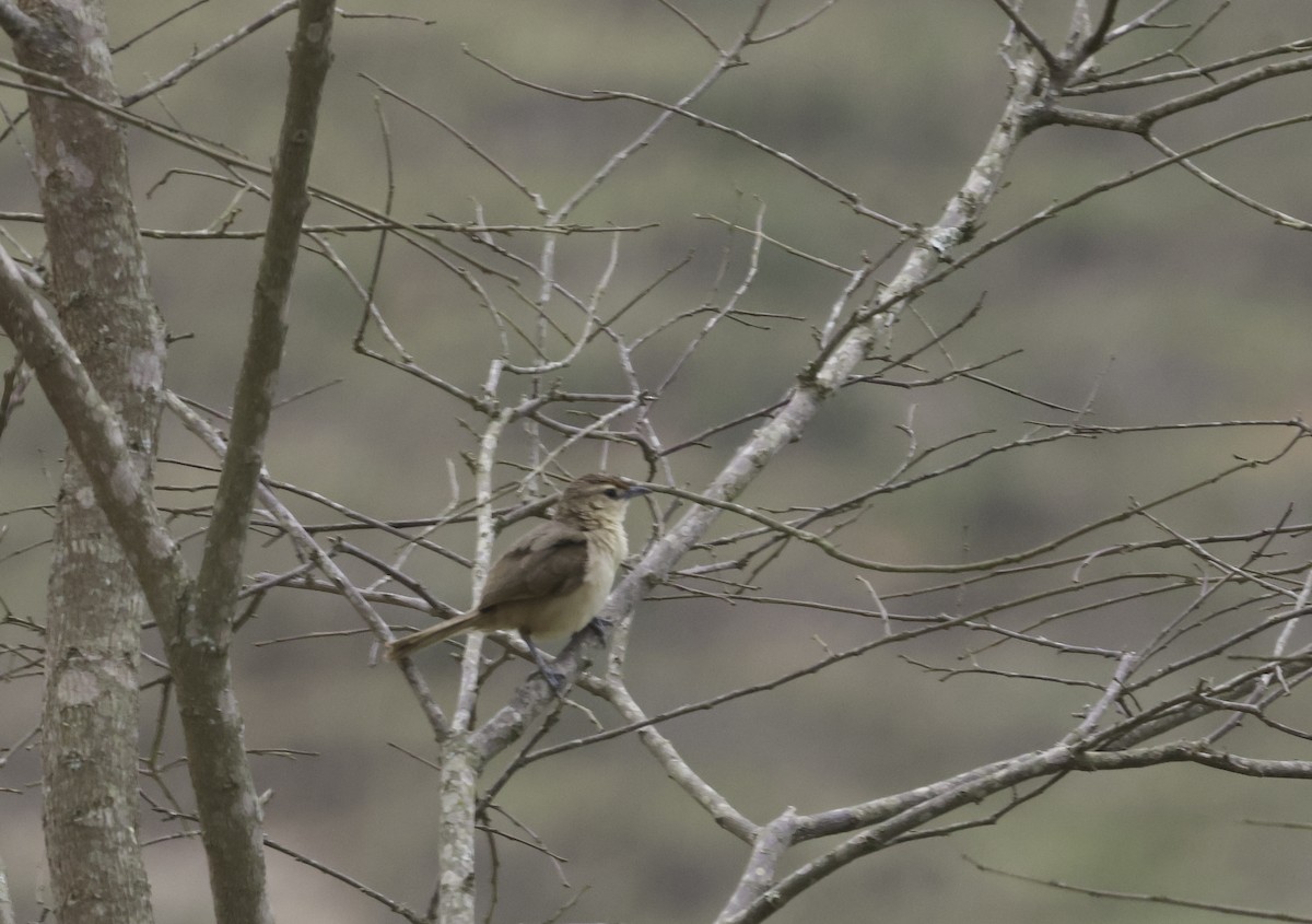 Synallaxe à front roux (groupe rufifrons) - ML644702907