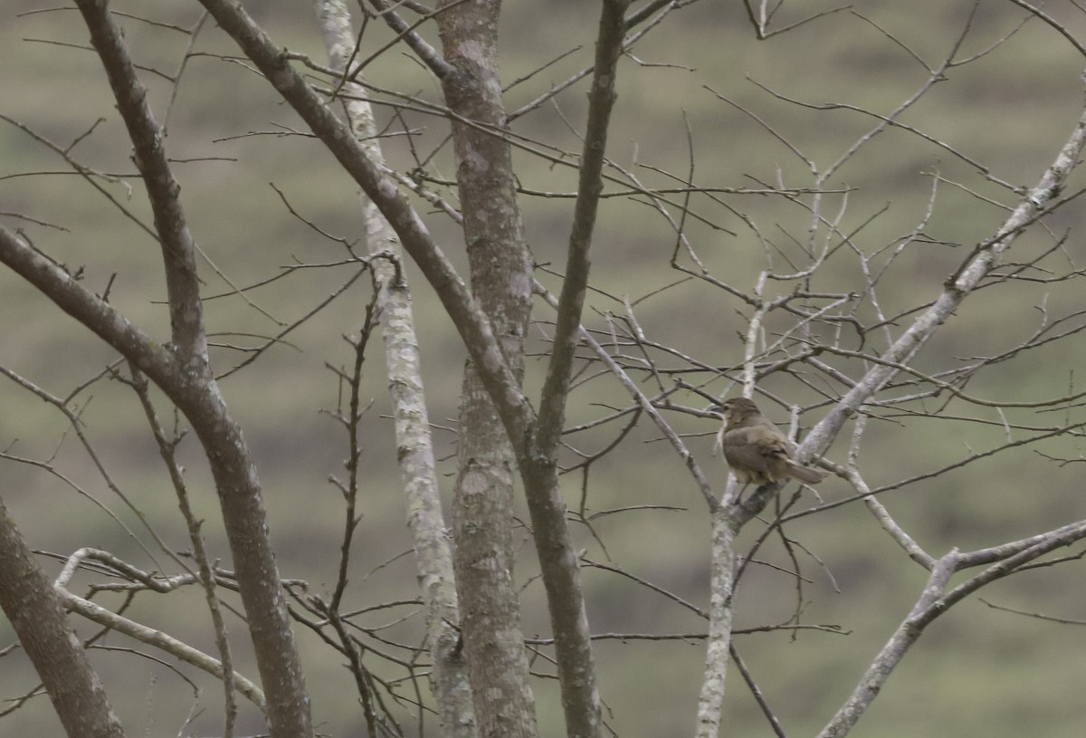 Synallaxe à front roux (groupe rufifrons) - ML644702908