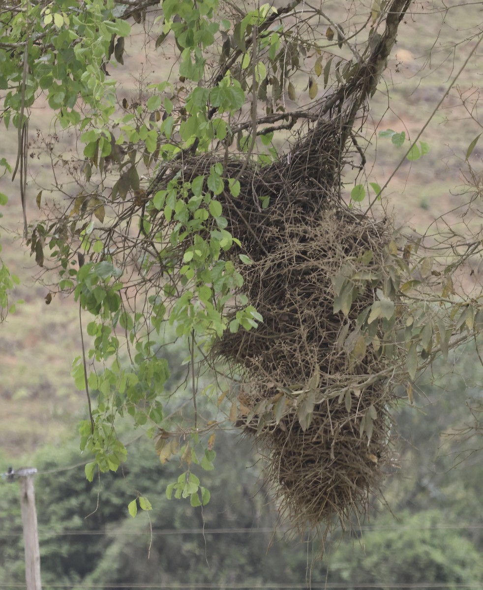 Synallaxe à front roux (groupe rufifrons) - ML644702910