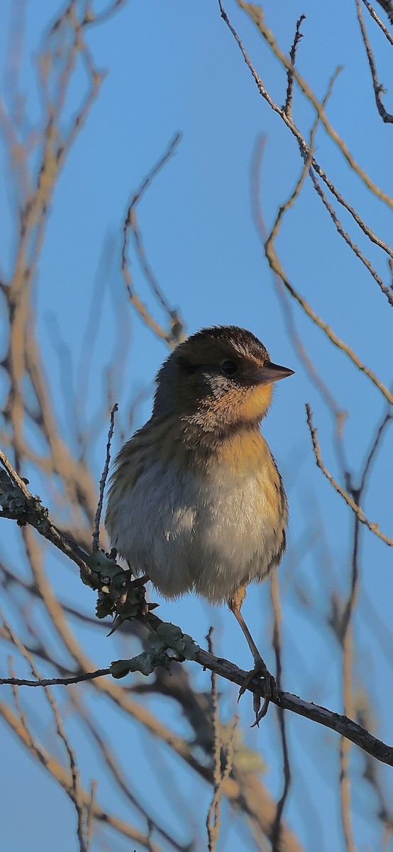 Nelson's Sparrow - ML644702911