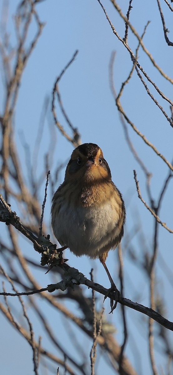 Nelson's Sparrow - ML644702912