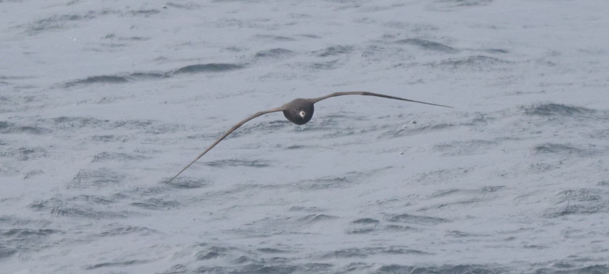 Flesh-footed Shearwater - ML644702913