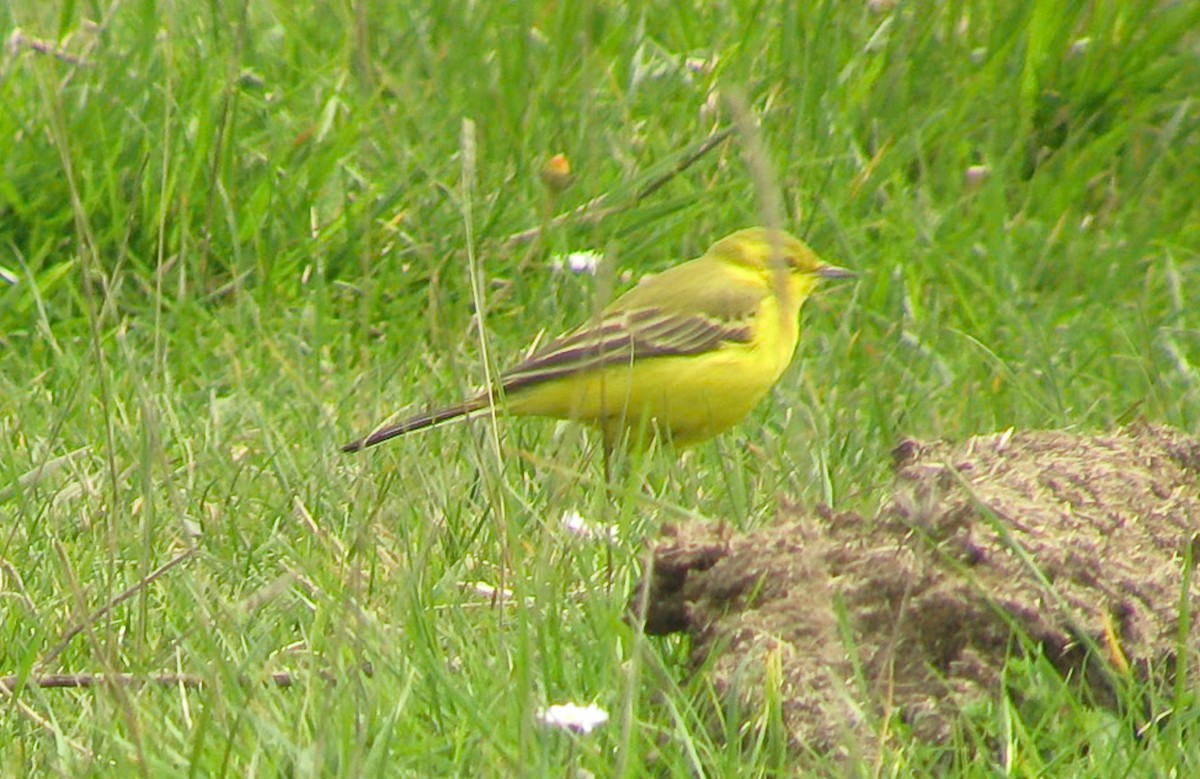 Western Yellow Wagtail (flavissima) - ML644702921