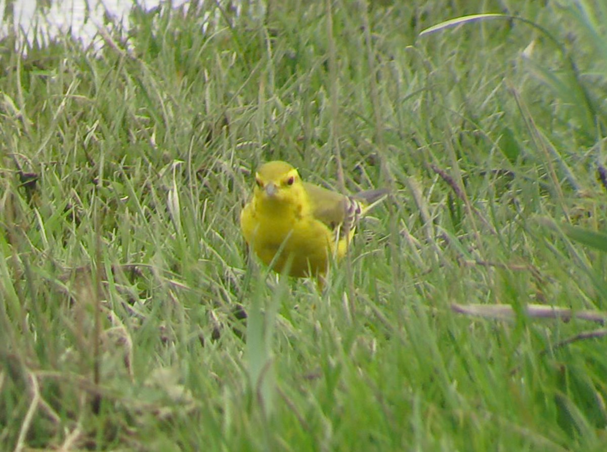 Western Yellow Wagtail (flavissima) - ML644702922
