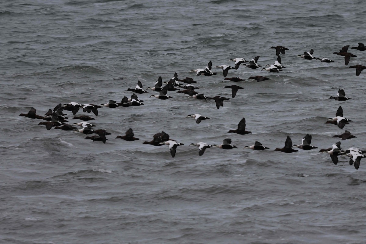 Common Eider - ML644702923