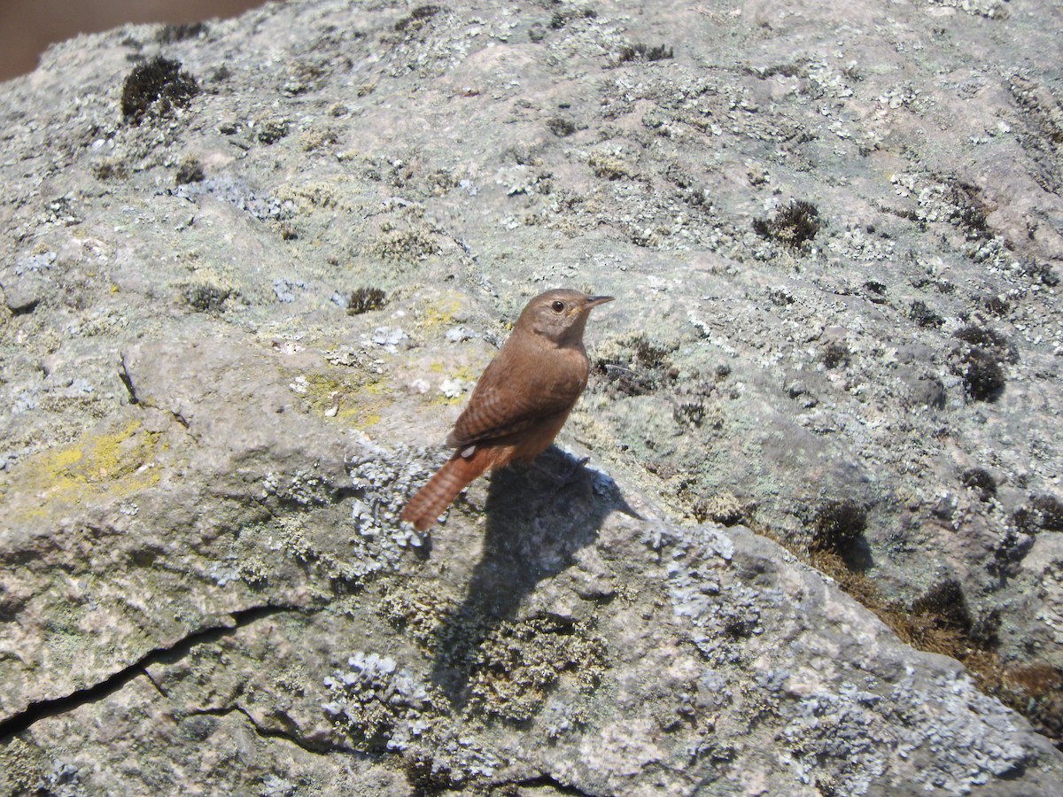 Southern House Wren - ML644702925