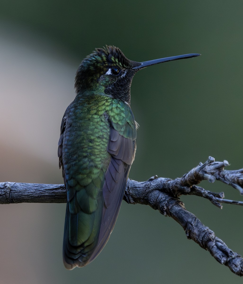 Rivoli's Hummingbird - ML644702948